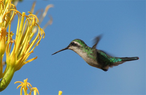 Hummingbird